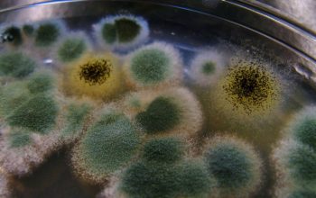 aspergillus niger