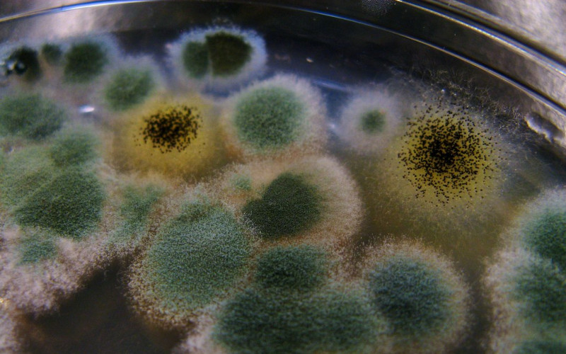 MOLD: THE HIDDEN KILLER IN OUR HOMES AND FOOD