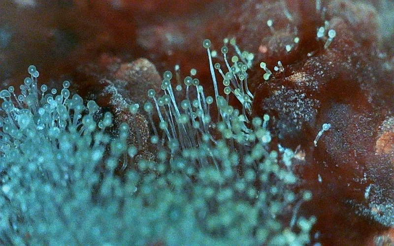 Mold: The Hidden Killer in Our Homes and Food